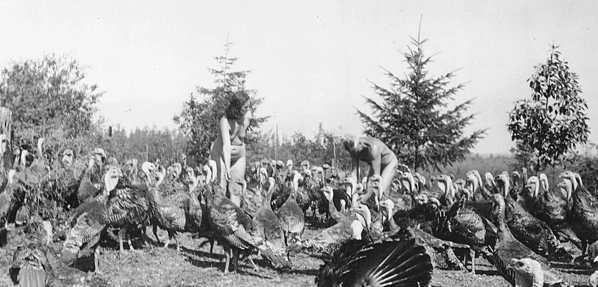 Vintage black and white photo of two nude adults in a field full of turkeys. Vintage black and white photo of two nude adults in a field full of turkeys.