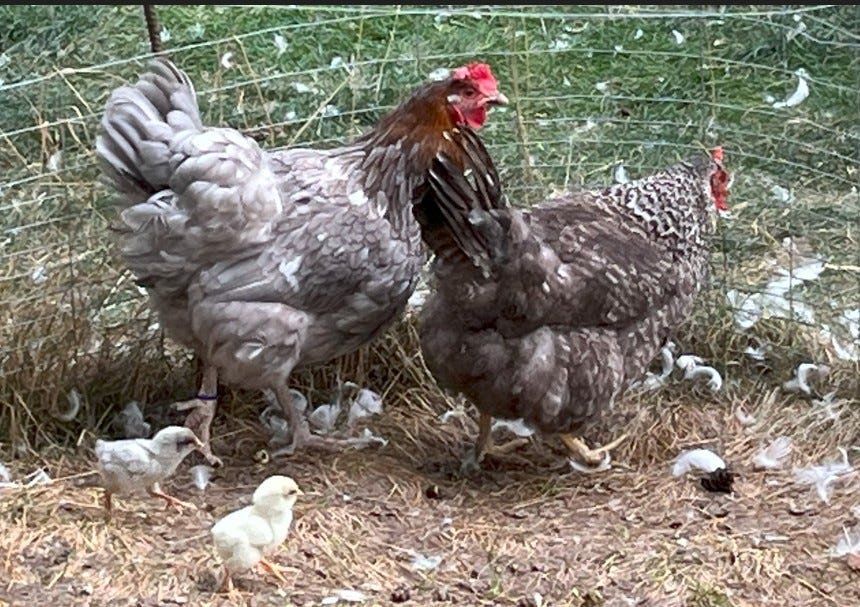 two hens with two day-old chicks in a pen