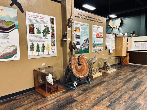 taxidermy, museum, exhibits, displays, interior, furniture
