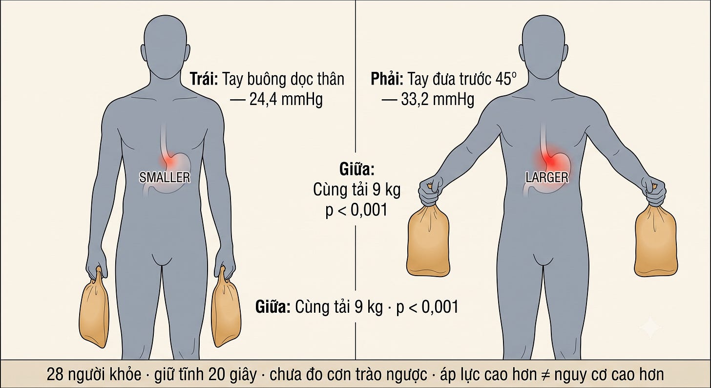 So sánh hai tư thế trong nghiên cứu năm 2026: cùng một tải nhưng tay buông dọc thân hoặc đưa ra trước 45 độ; nghiên cứu gồm 28 người khỏe mạnh, giữ tĩnh 20 giây và không đo cơn trào ngược.