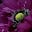 Green City Monkey's avatar