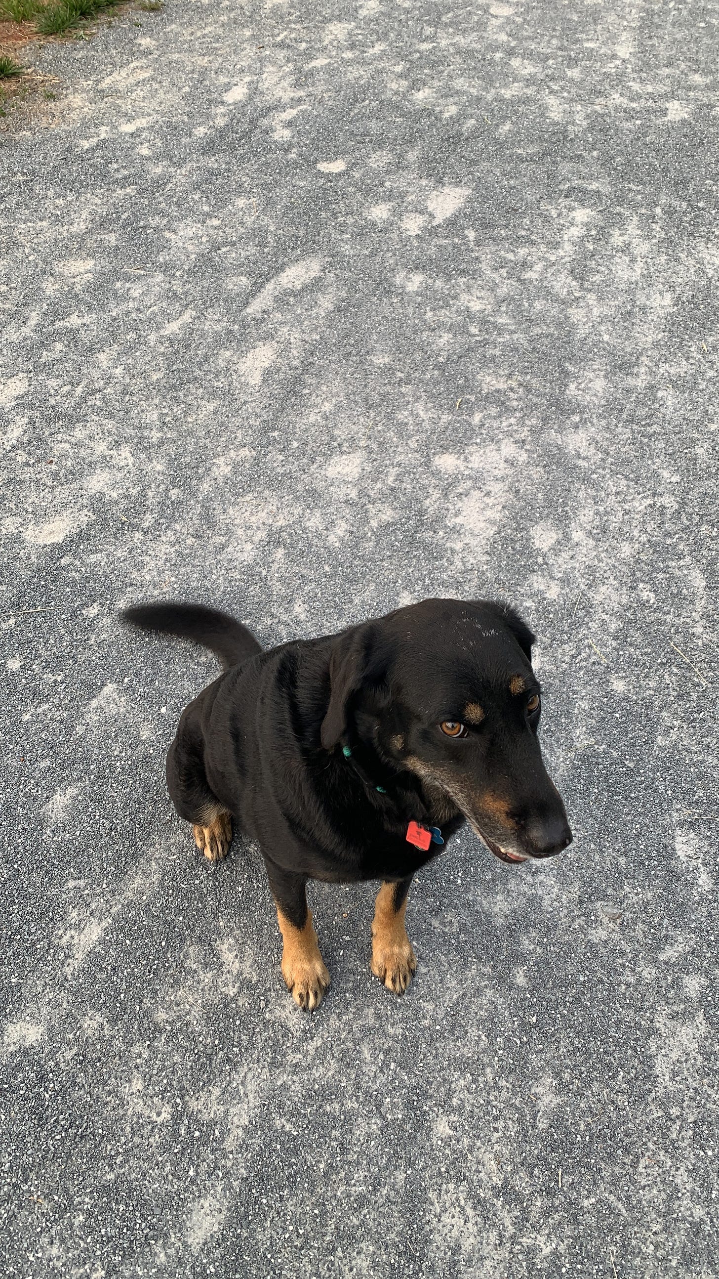Buddha, a black and tan hound, giving a smirking funny look while sitting on a gravel road in the sun 