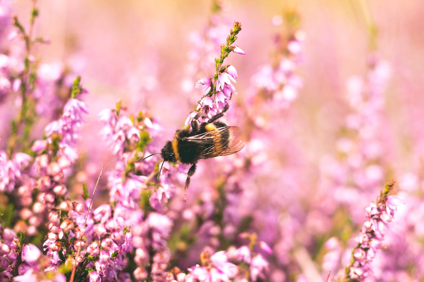 Bee pollinating flower Bee pollinating flower