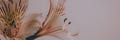 Petals and Teeth