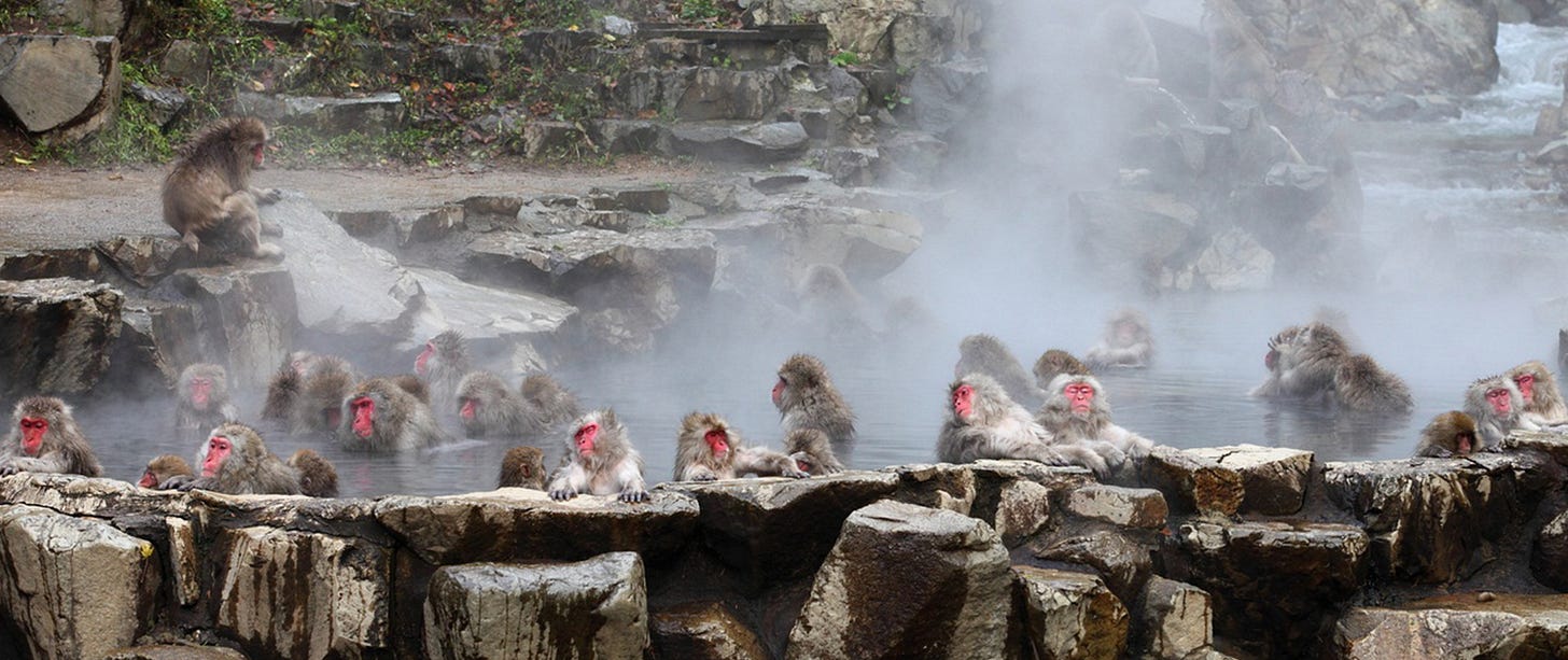 Jigokudani Monkey Park, The SPA of Snow Monkeys