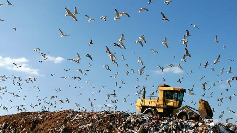 study confirms birds breathing in microplastics