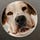 Noseprint by Dognosis