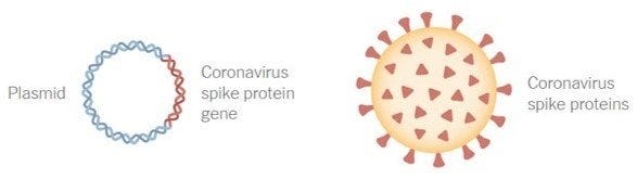 Contaminación de ADN Espiga de gen a proteína