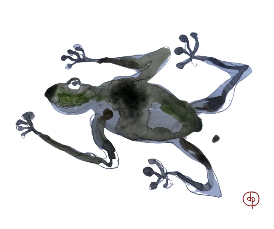 A watercolour sketch of a frog by Dean Power