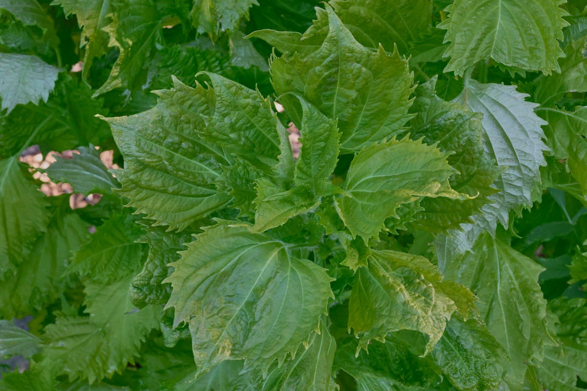 green shiso plants green shiso plants