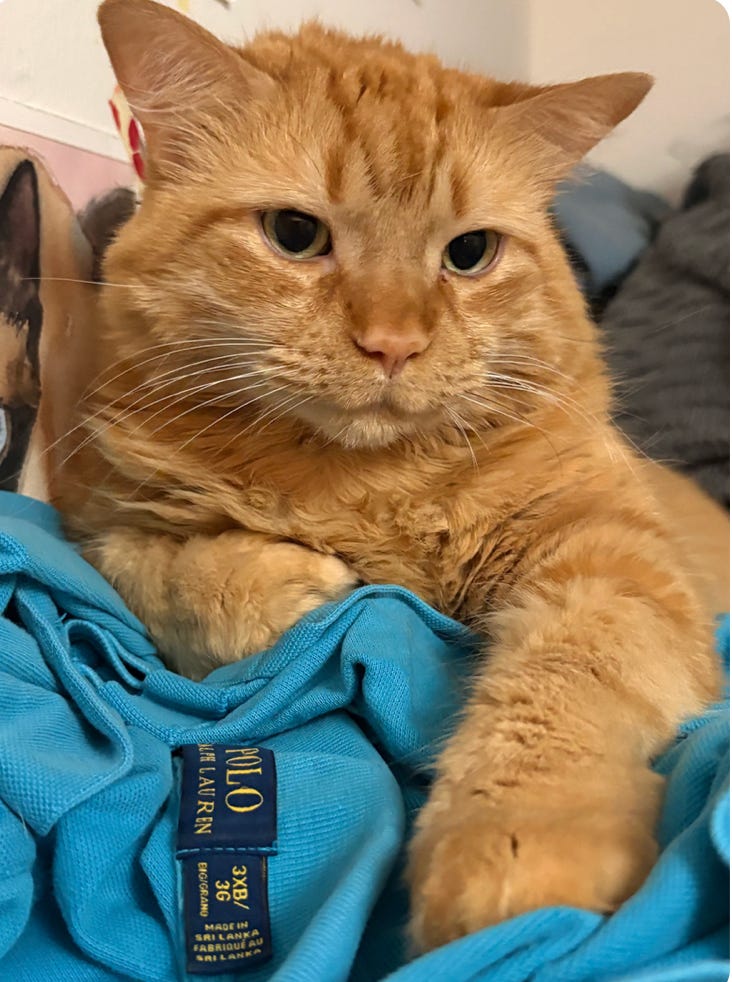 large orange kitty close up, paws resting on blue fabric large orange kitty close up, paws resting on blue fabric