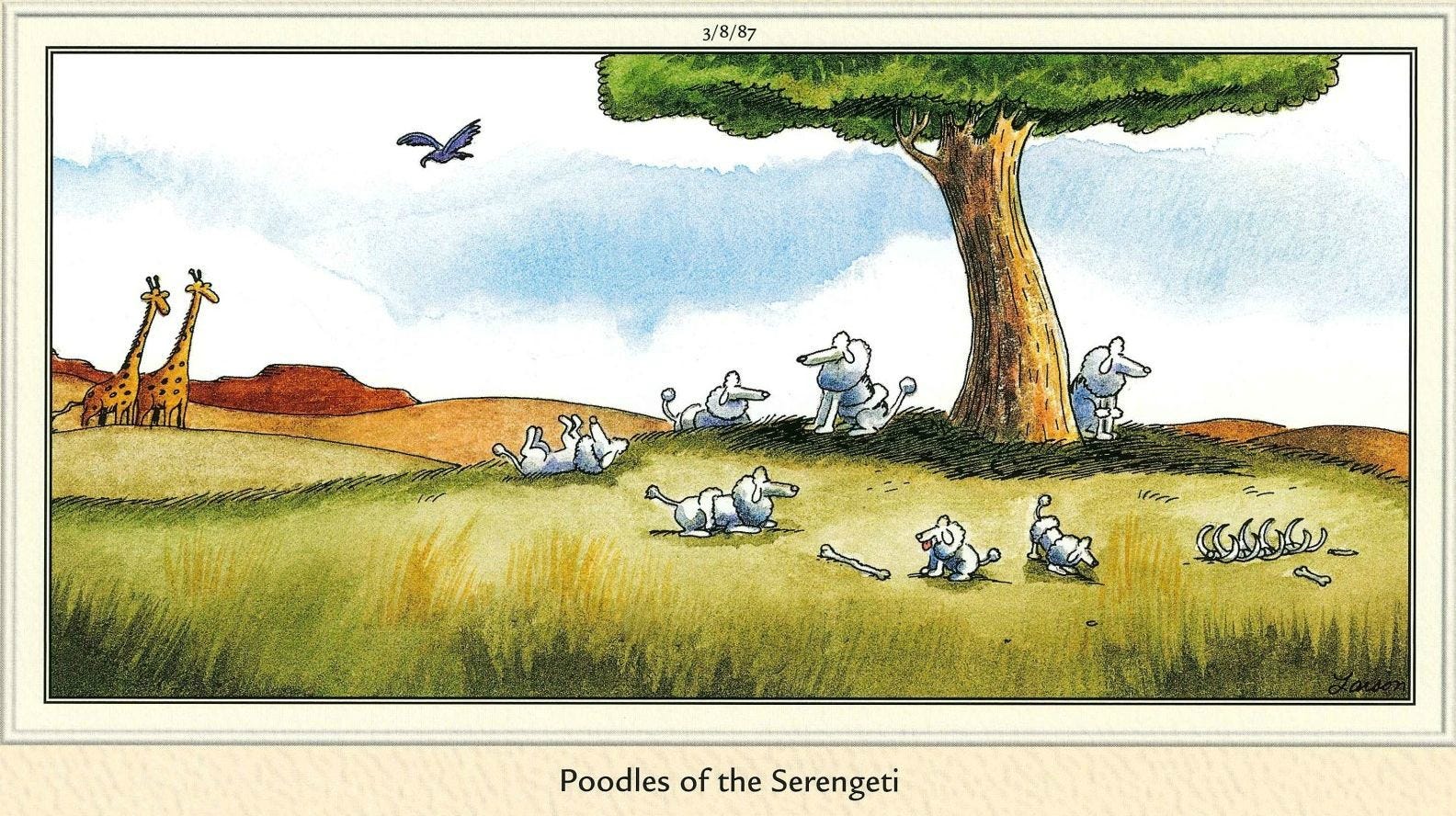 On the Serengeti Plain in Africa there is a pack of wild Poodles that have become a part of the local eco-system : r/ShittyAnimalFacts On the Serengeti Plain in Africa there is a pack of wild Poodles that have become a part of the local eco-system : r/ShittyAnimalFacts