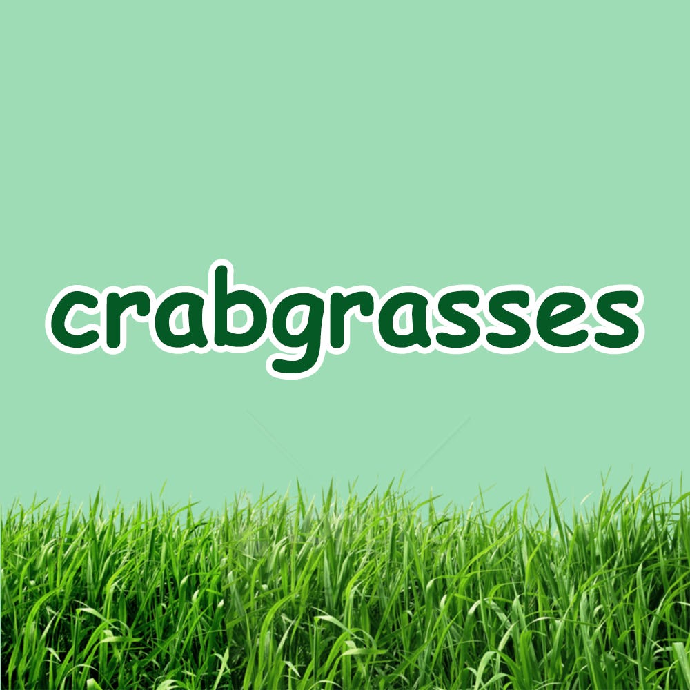 Substack profile picture for @crabgrass