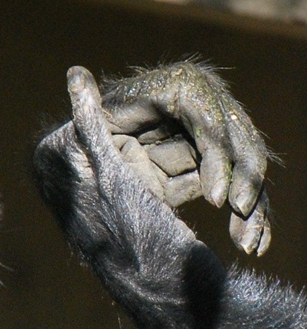 File:Siamang hand.jpg - Wikimedia Commons