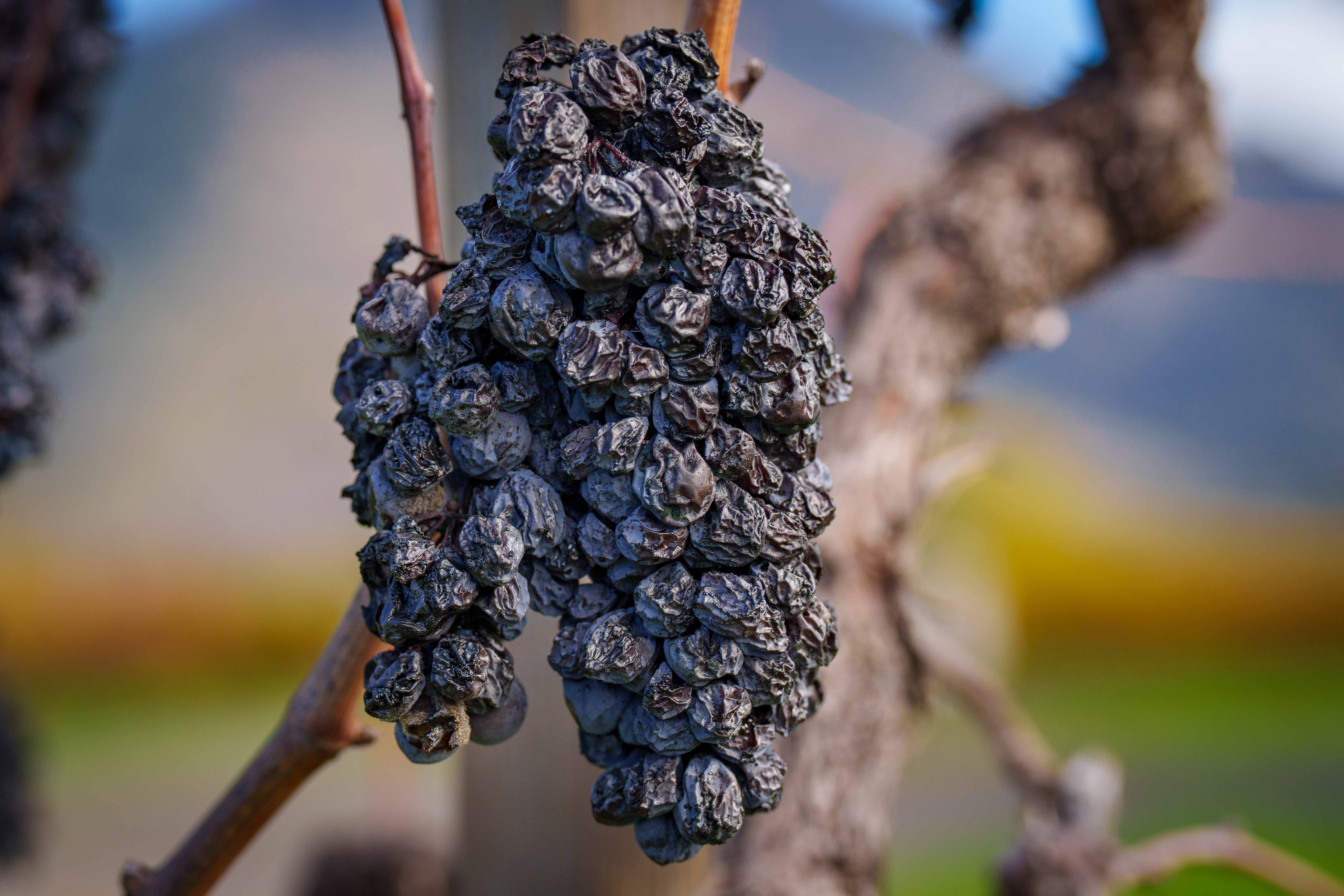 napavalleyfocus.substack.com - Under the Hood: Wine Supply Outruns Demand