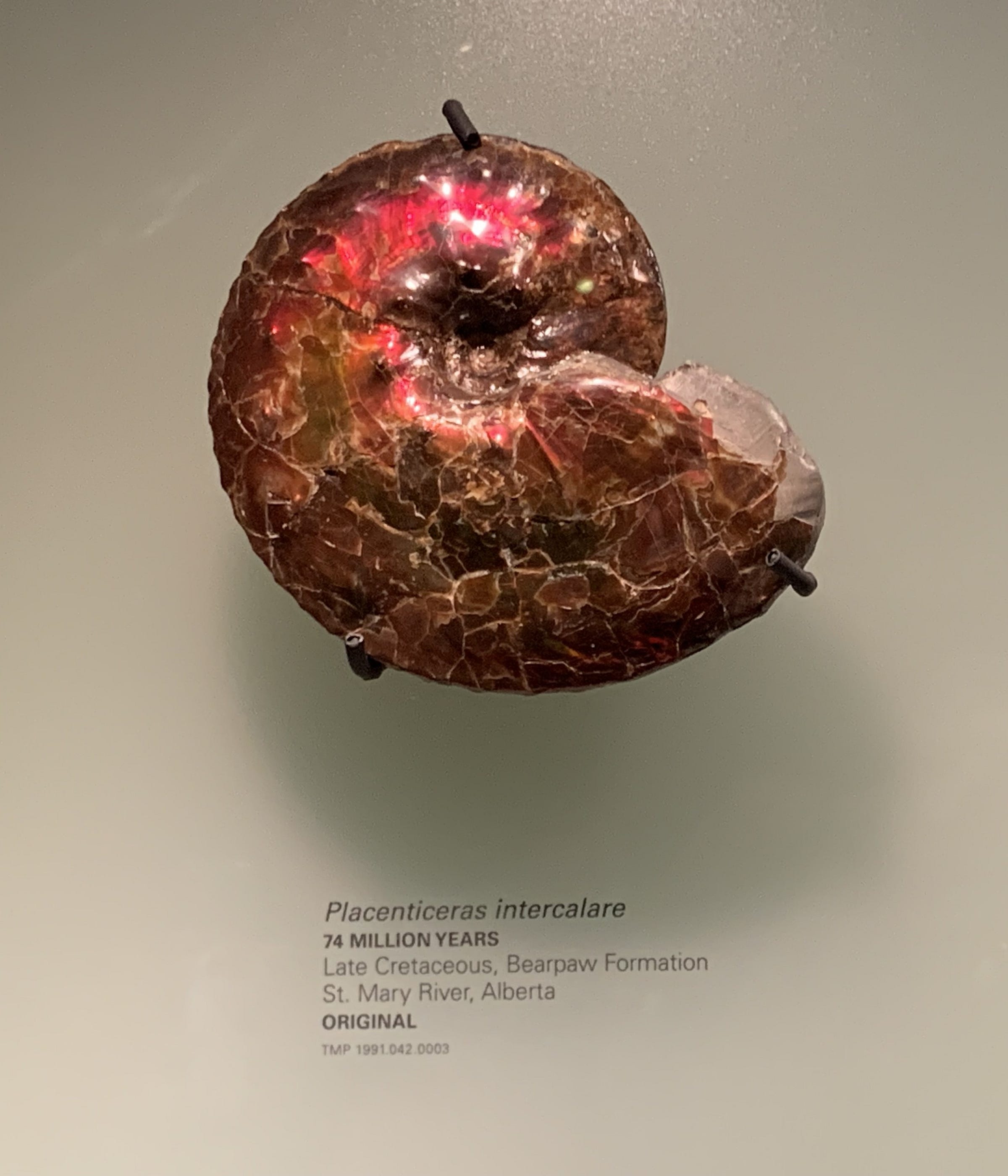 A shiny red ammonite (Placenticeras intercalare) at the Royal Tyrrell Museum, Drumheller, Alberta, Canada. It's approximately 74 million years old and was discovered in the Bearpaw Formation, St Mary River, Alberta.