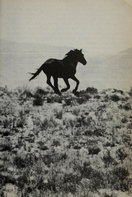 This may contain: a black and white photo of a running horse