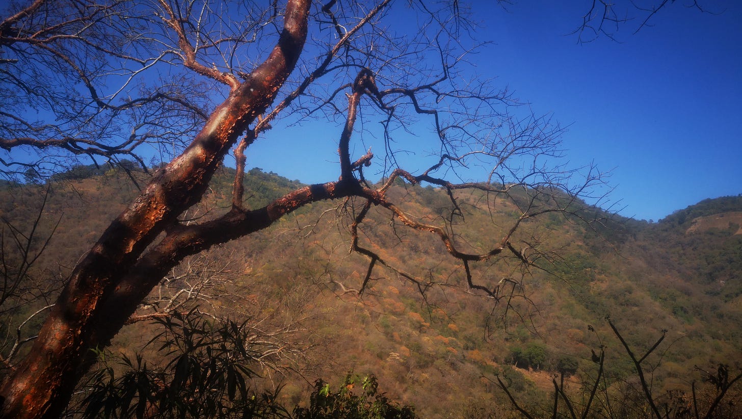Tree: Indio Desnudo