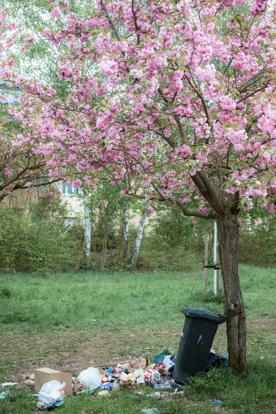 A beautiful flowering tree with pink blooms surrounded by a trash can, garbage and  refuse all around  it. 