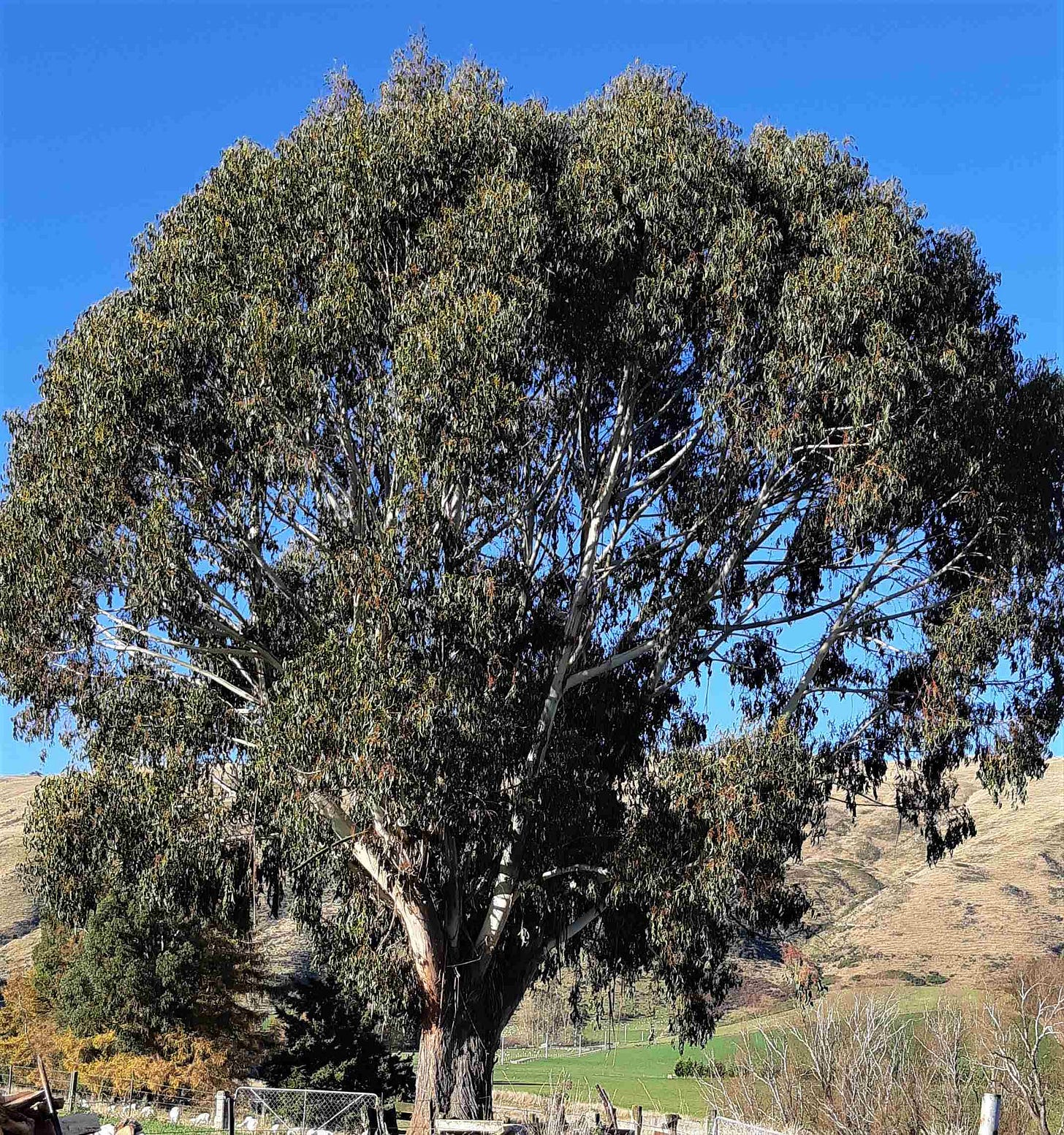 Towering gum tree with mountains in the background.