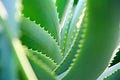 Aloe Arborescens SHOP!