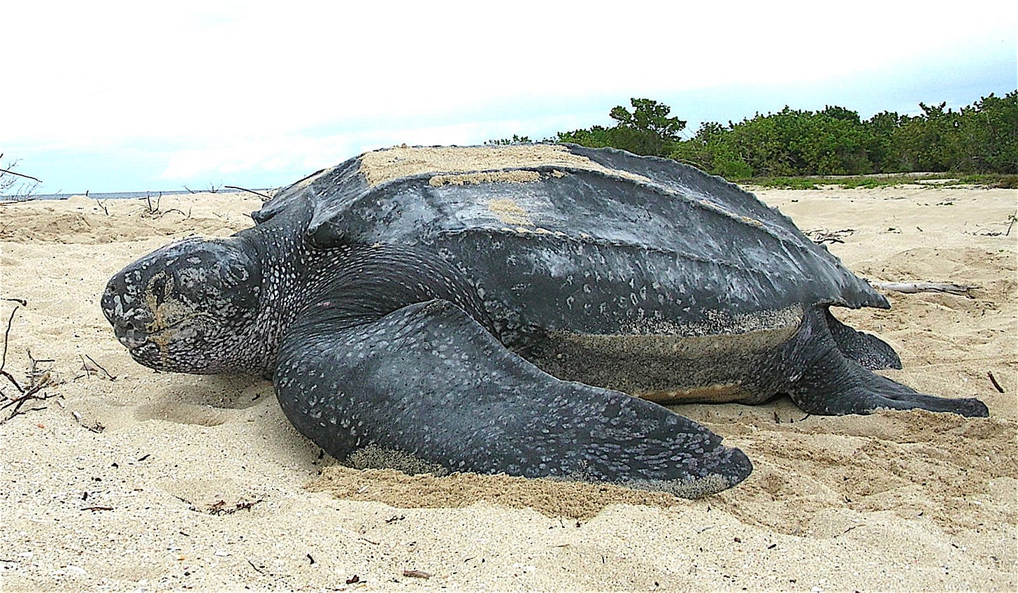 Female, digging in the sand Female, digging in the sand