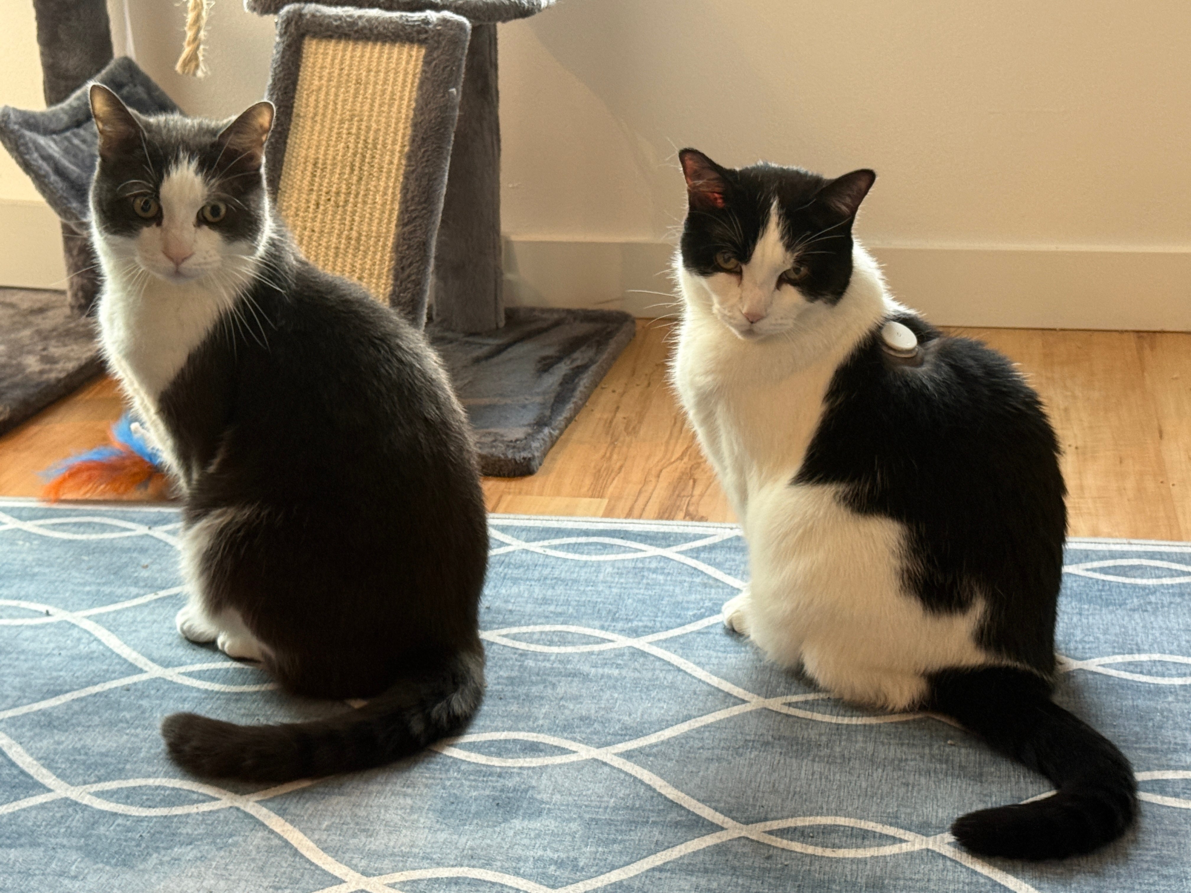 A Safe and Cozy Holiday Note to Our Mixed Cousins