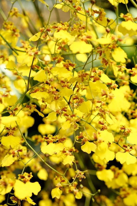 Pictures of blossming flowers