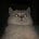 Alvin's avatar