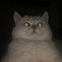 Alvin's avatar