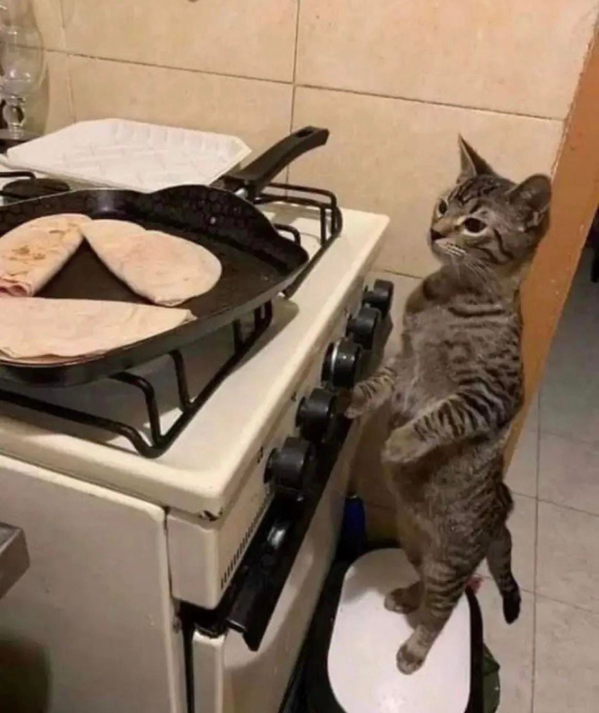 He's cooking. Are you feasting? : r/Catmemes He's cooking. Are you feasting? : r/Catmemes