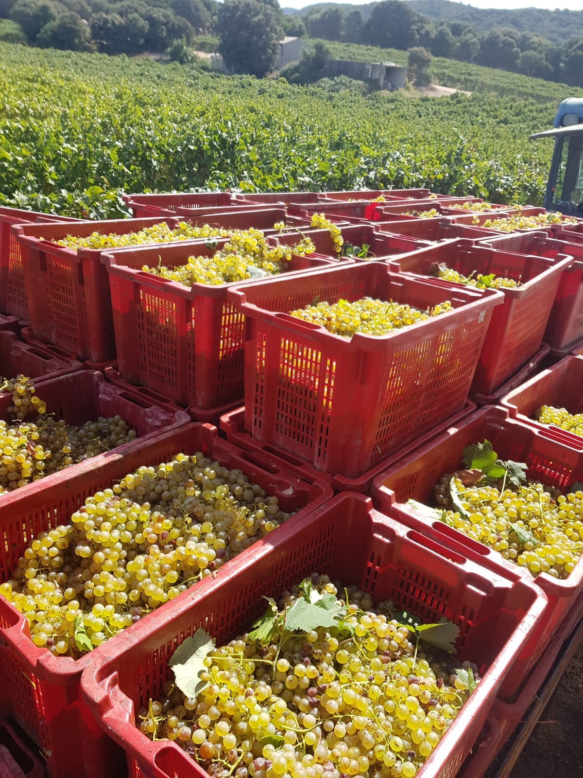 Vermentino harvest