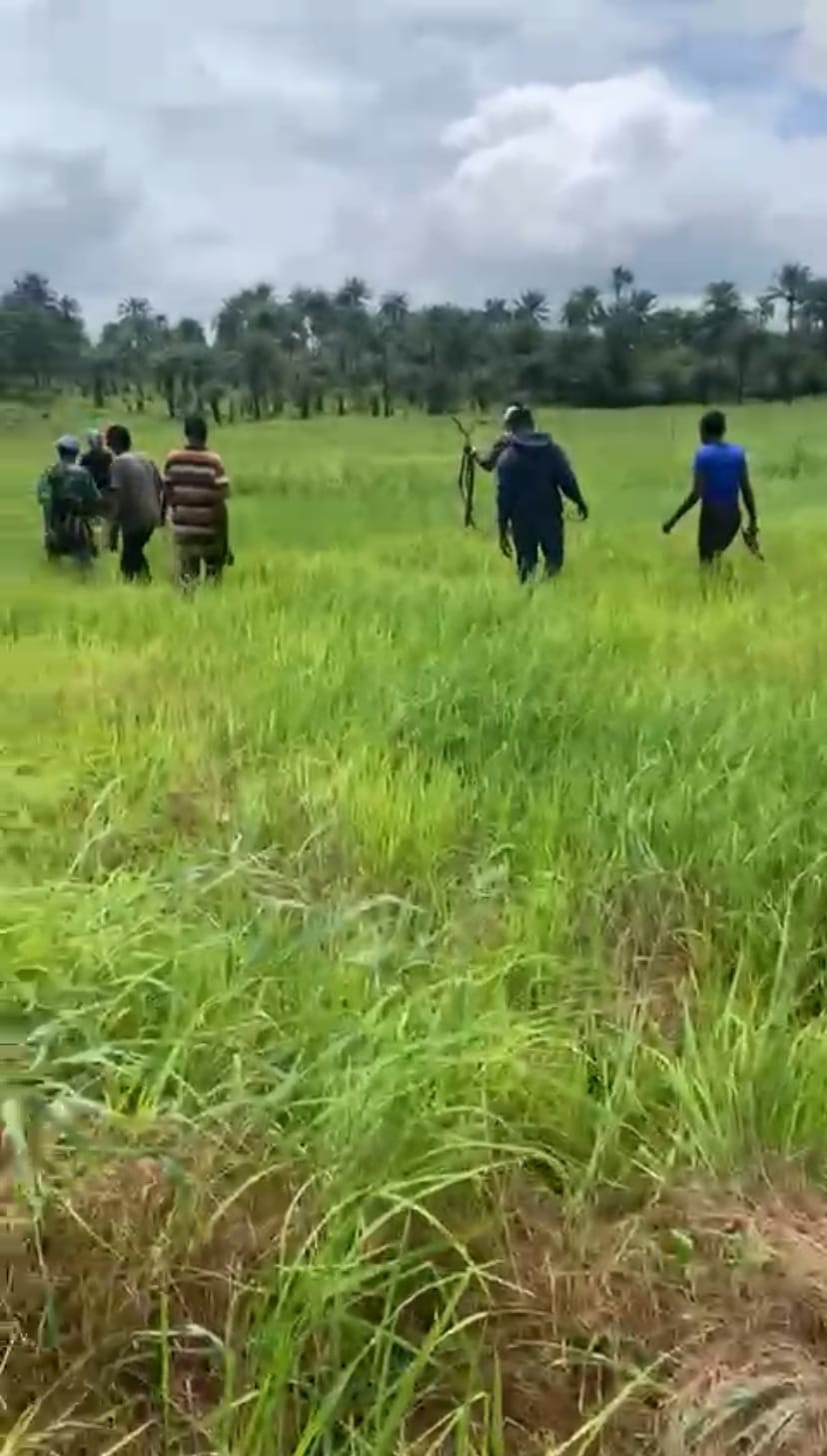 Grainy picture of people walking through a growing rice field. The rice is up to their knees. Taken in Masiaka, Sierra Leone on July 6 2025. Grainy picture of people walking through a growing rice field. The rice is up to their knees. Taken in Masiaka, Sierra Leone on July 6 2025.