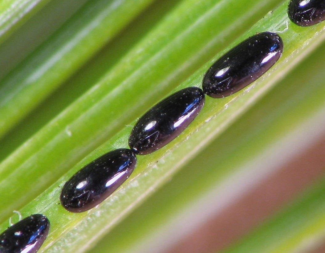 File:Cinara strobi eggs closeup.jpg - Wikimedia Commons File:Cinara strobi eggs closeup.jpg - Wikimedia Commons