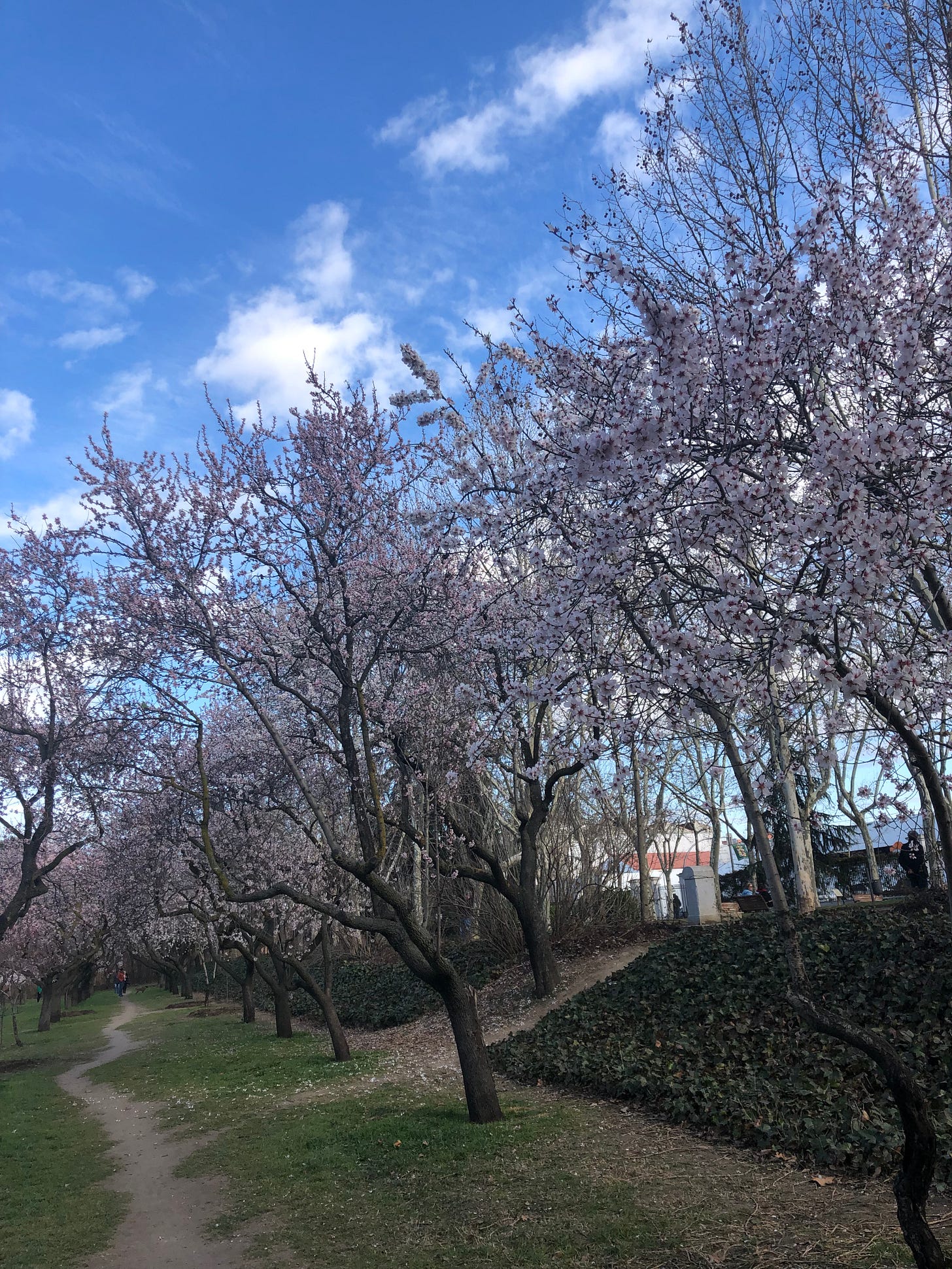 Blooming almond trees in Madrid during the spring