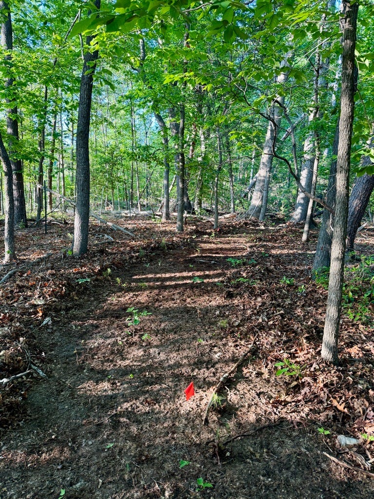 Freshly cleared mountain bike trail corridor in wooded forest with survey flag marking new bypass trail route.