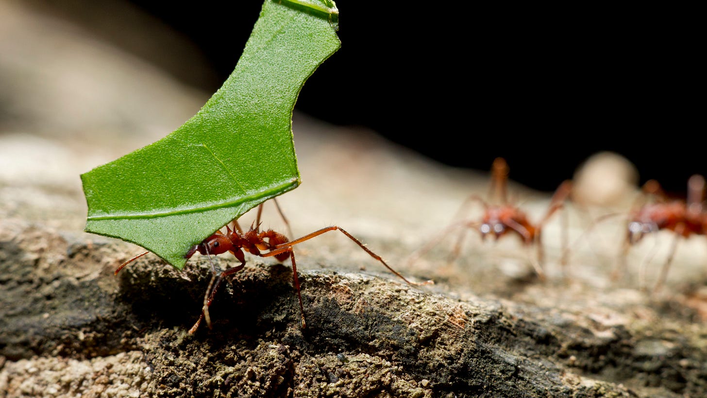 9 Facts About Leafcutter Ants