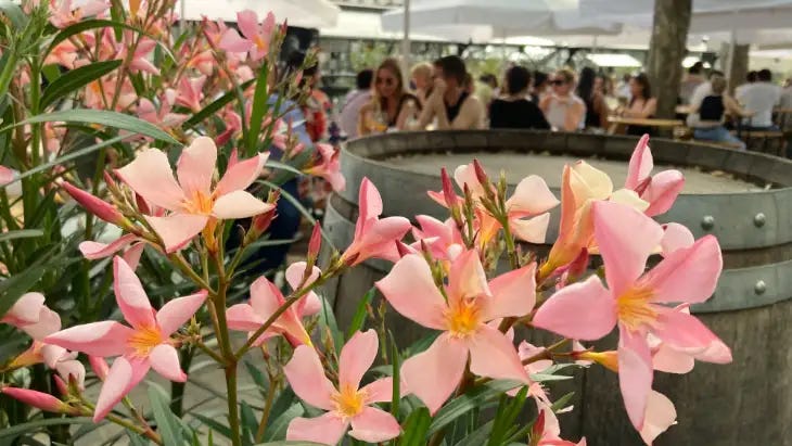Photo of flowers by a street terrace in Paris. Photo of flowers by a street terrace in Paris.