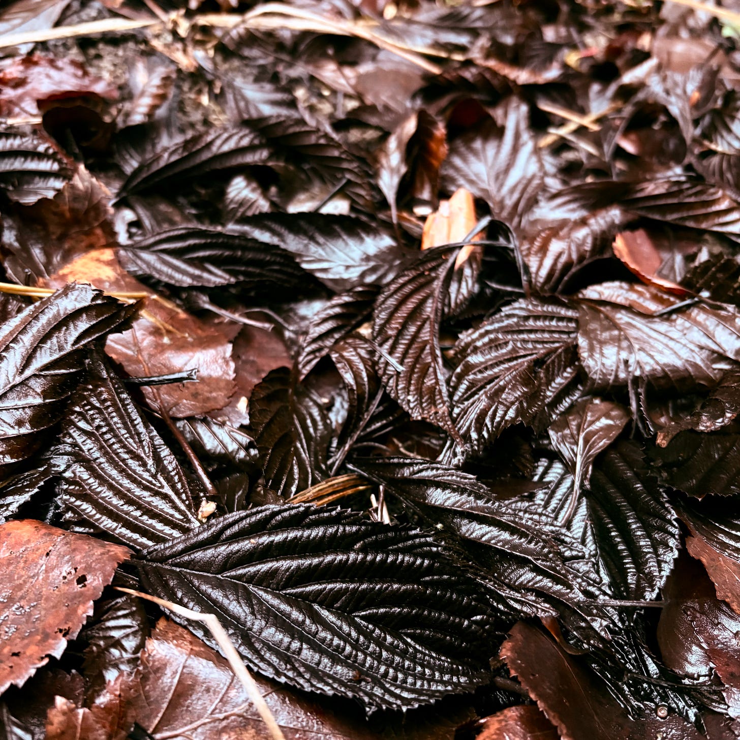 A mixture of brown leaves laying soaked on the ground, their ribbed and textured form still clearly visible in January.