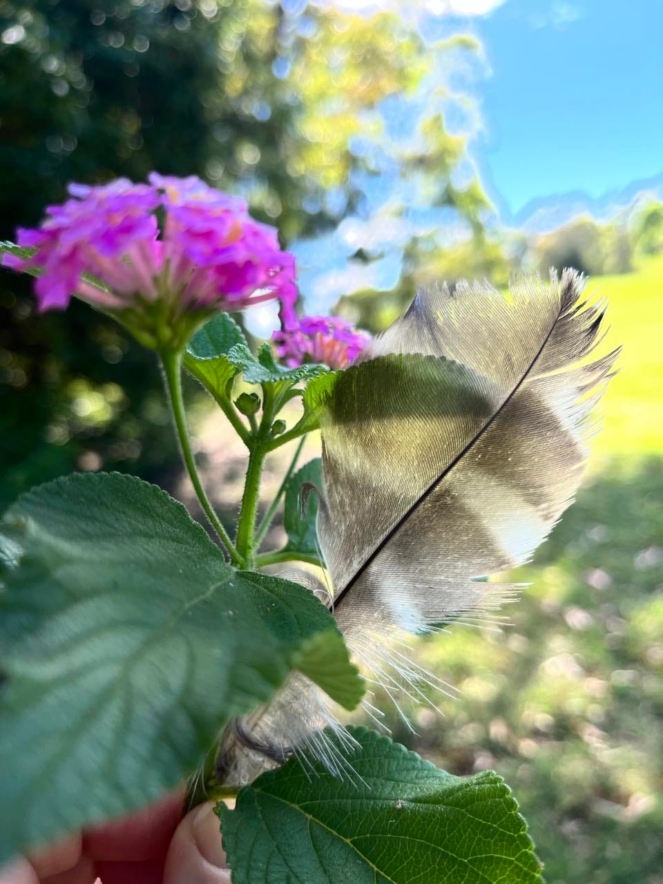 feather and flower, michelle cowles, god's whisper