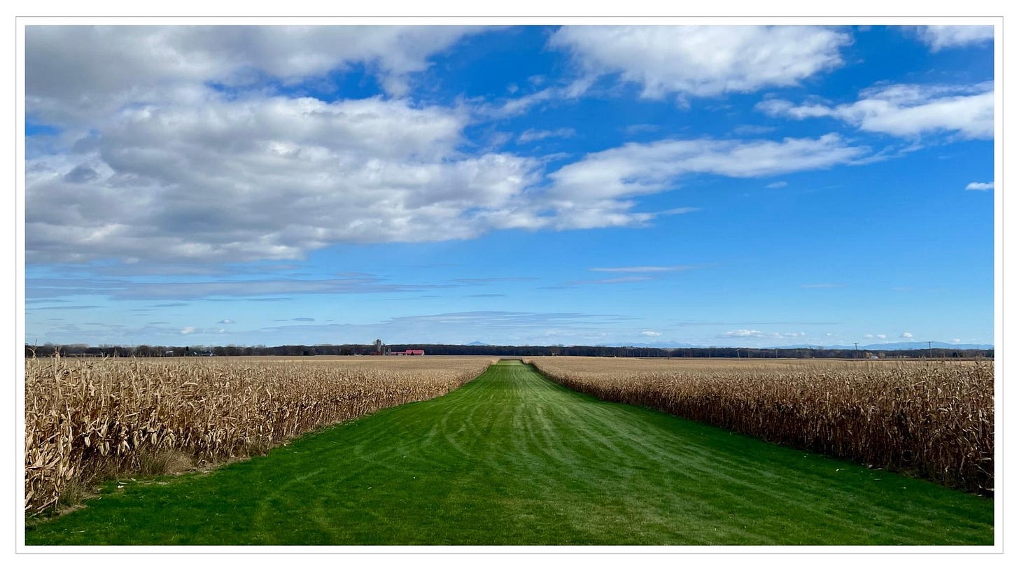 Row of green grass between two fields of autumn gold corn