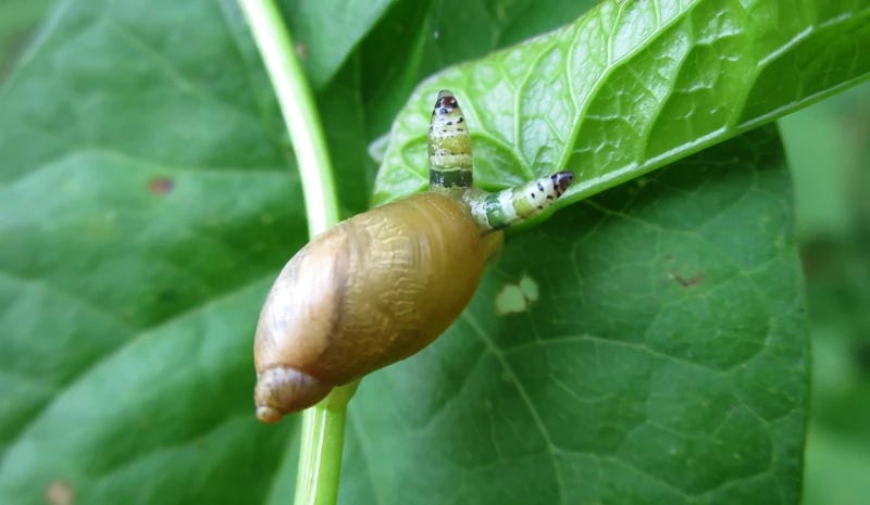 A snail on a leaf, with two strange eye-stalks that look like caterpillars. 