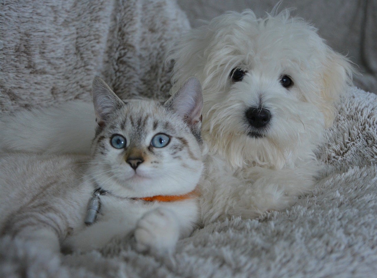 The Difference Between Dogs & Cats
