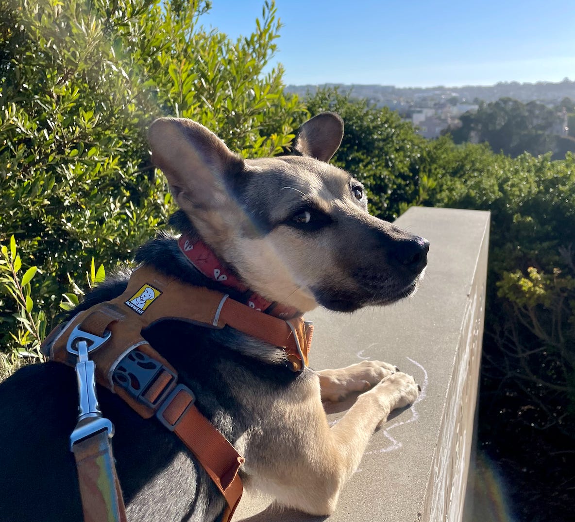 Brown and black dog in orange harness looks back at the camera with greenery and skyline behind