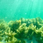 3 Best Goggles for Ocean Swimming