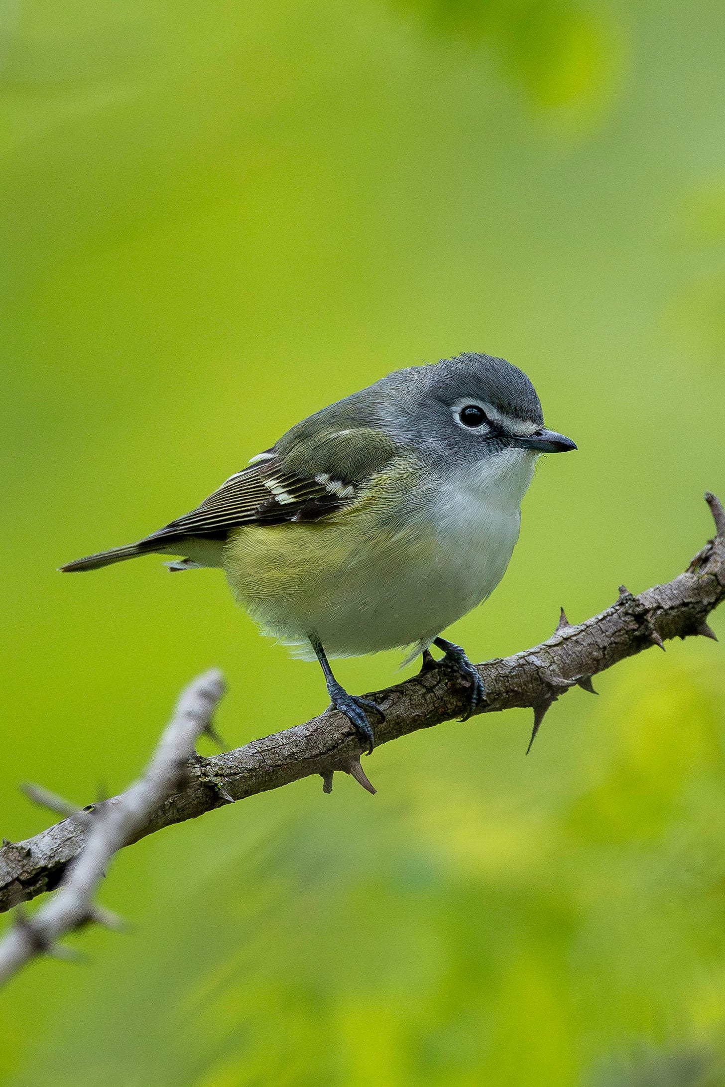A tiny bird with a white breast, green-tinged sides, black, gray and white-barred wings, a white eye ring, short black beak and distinctive blue-gray head is perched on a thorny, bare branch against a pleasantly-blurred green background on a sunny spring day.