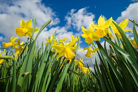 Pollinator plants throughout the season