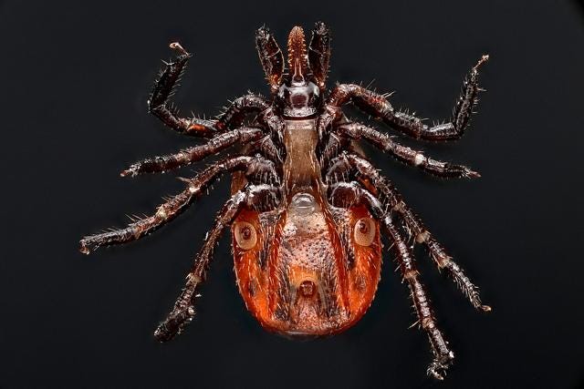 dog tick (green back ground) - lone star tick (red) - black legged tick (black background) - Western black legged tick (on stick)  - 