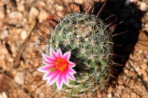 Arizona_Desert_Cactus_Flower_(210234767) Arizona_Desert_Cactus_Flower_(210234767)