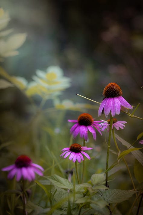 Dahlia cosmos mullein and coneflowers images